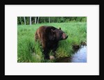 Black Bear by Anonymous