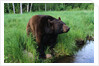 Black Bear by Anonymous