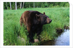 Black Bear by Anonymous