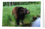 Black Bear by Anonymous