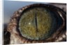 Close-up of American Crocodile Eye by Anonymous