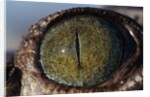 Close-up of American Crocodile Eye by Anonymous