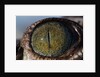 Close-up of American Crocodile Eye by Anonymous