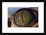 Close-up of American Crocodile Eye by Anonymous