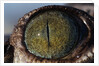Close-up of American Crocodile Eye by Anonymous