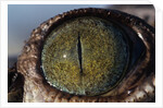 Close-up of American Crocodile Eye by Anonymous