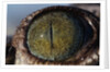 Close-up of American Crocodile Eye by Anonymous