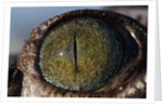 Close-up of American Crocodile Eye by Anonymous