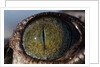 Close-up of American Crocodile Eye by Anonymous