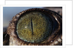 Close-up of American Crocodile Eye by Anonymous