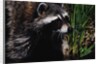 Raccoon by Anonymous