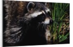Raccoon by Anonymous