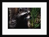 Raccoon by Anonymous