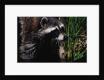 Raccoon by Anonymous