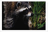 Raccoon by Anonymous