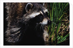 Raccoon by Anonymous