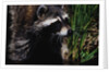 Raccoon by Anonymous