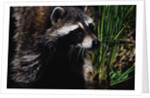 Raccoon by Anonymous