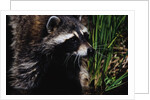 Raccoon by Anonymous