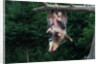 American Opossum with Young by Anonymous