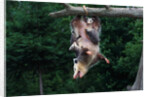 American Opossum with Young by Anonymous