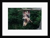 American Opossum with Young by Anonymous
