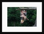 American Opossum with Young by Anonymous
