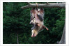 American Opossum with Young by Anonymous
