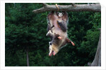 American Opossum with Young by Anonymous