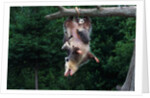 American Opossum with Young by Anonymous