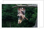 American Opossum with Young by Anonymous