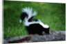 Striped Skunk by Anonymous