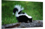 Striped Skunk by Anonymous