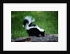 Striped Skunk by Anonymous