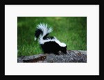 Striped Skunk by Anonymous