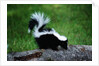 Striped Skunk by Anonymous