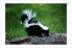 Striped Skunk by Anonymous