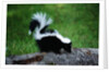 Striped Skunk by Anonymous