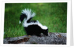 Striped Skunk by Anonymous