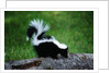 Striped Skunk by Anonymous