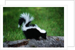 Striped Skunk by Anonymous