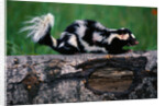Eastern Spotted Skunk by Anonymous