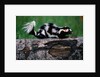 Eastern Spotted Skunk by Anonymous
