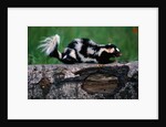 Eastern Spotted Skunk by Anonymous