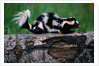 Eastern Spotted Skunk by Anonymous