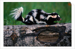 Eastern Spotted Skunk by Anonymous