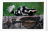 Eastern Spotted Skunk by Anonymous