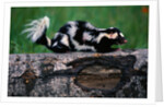 Eastern Spotted Skunk by Anonymous