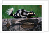 Eastern Spotted Skunk by Anonymous