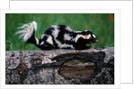 Eastern Spotted Skunk by Anonymous